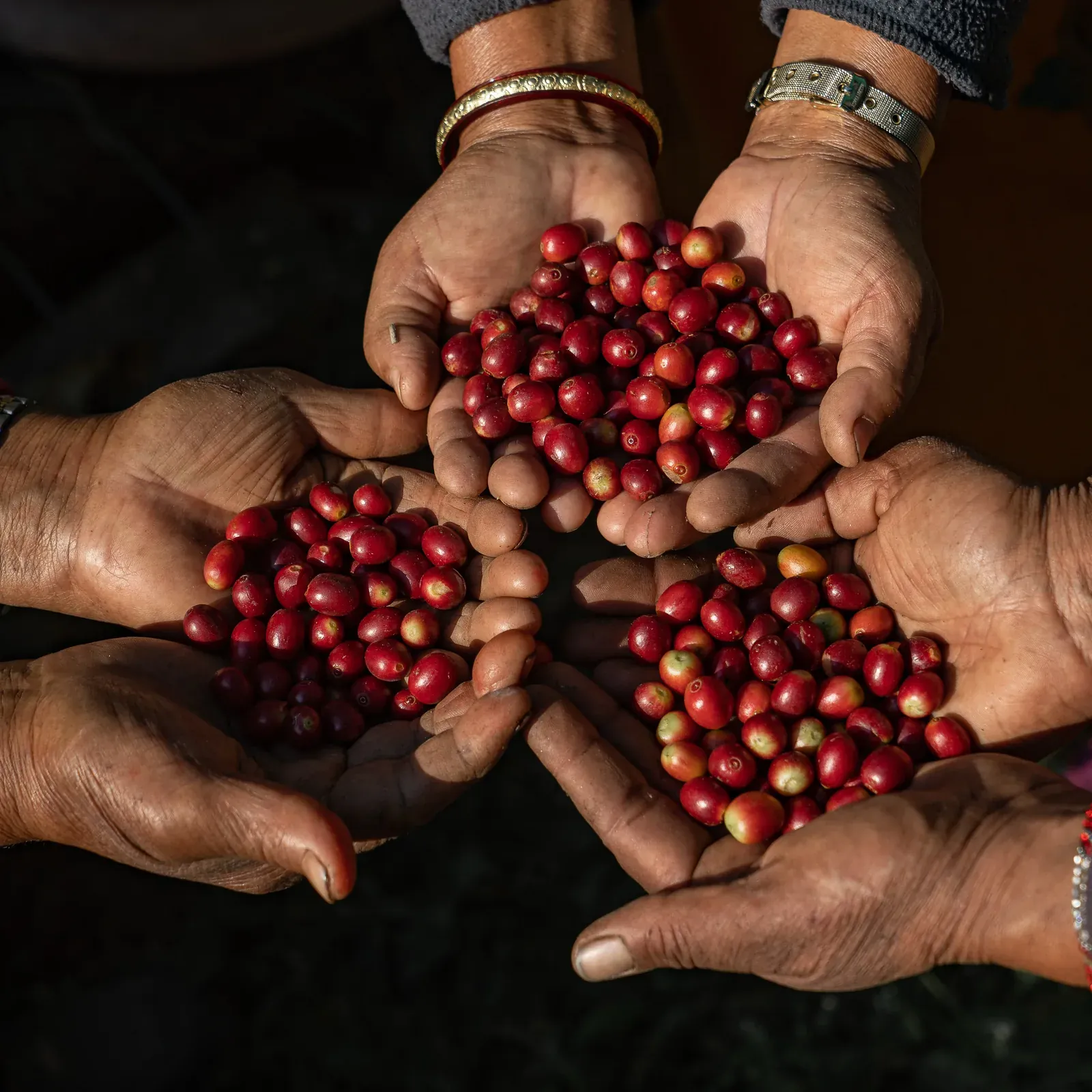 Mãos reunidas durante uma colheita no Nepal